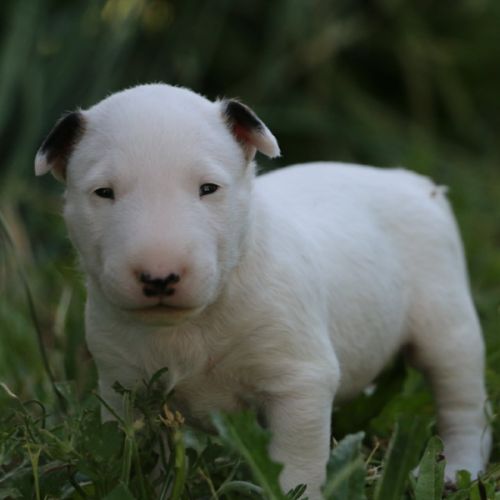 Chiots bull terrier standard lof #0