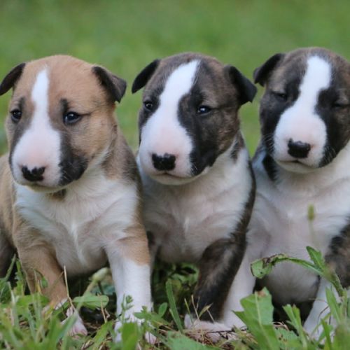 Chiots bull terrier standard lof #2