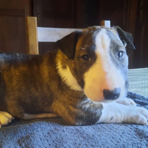 Chiots bull terrier standard lof