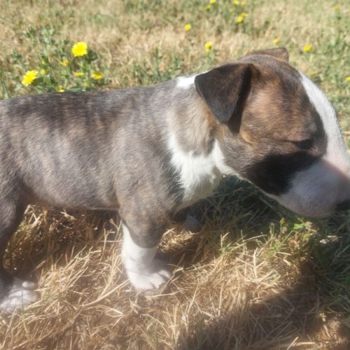 Chiots bull terrier standard lof
