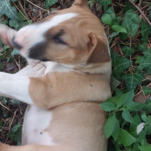 Chiots bull terrier standard lof