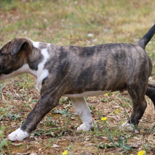Chiots mâle bull terrier standard lof #2