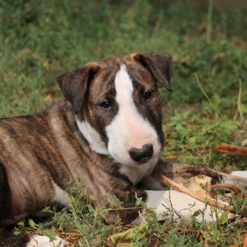 Chiots mâle bull terrier standard lof #3