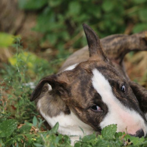 Chiots mâle bull terrier standard lof #4