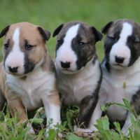 Chiots bull terrier standard lof #2