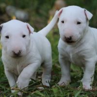 Chiots bull terrier standard lof #3