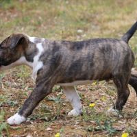 Chiots mâle bull terrier standard lof #2