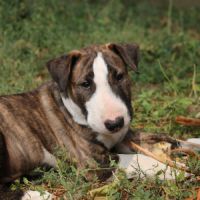 Chiots mâle bull terrier standard lof #3