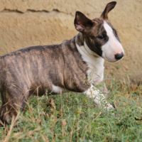 Chiots mâle bull terrier standard lof #5