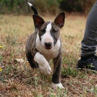 Chiots mâle bull terrier standard lof #6