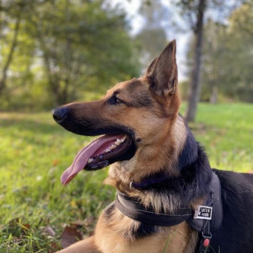Berger allemand mâle de 5 ans - pour personne expé #1