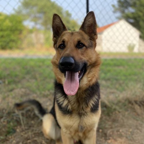 Berger allemand mâle de 5 ans - pour personne expé #0