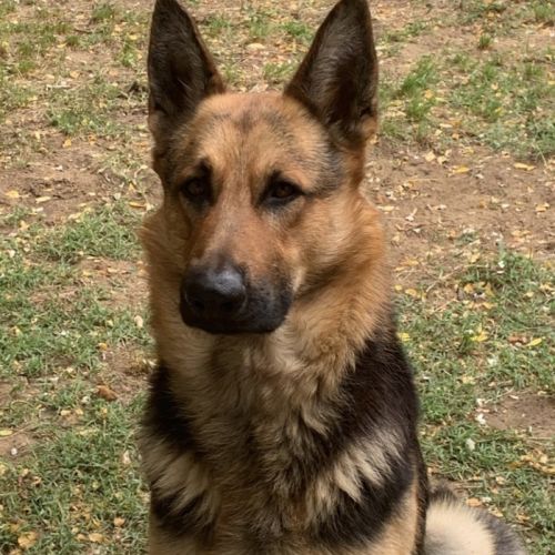Berger allemand mâle de 5 ans - pour personne expé #3