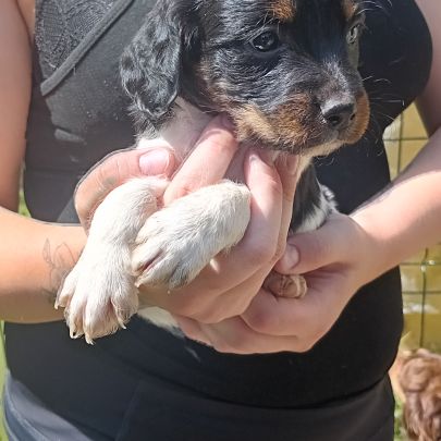 Chiot épagneul breton tricolore - mâle #4