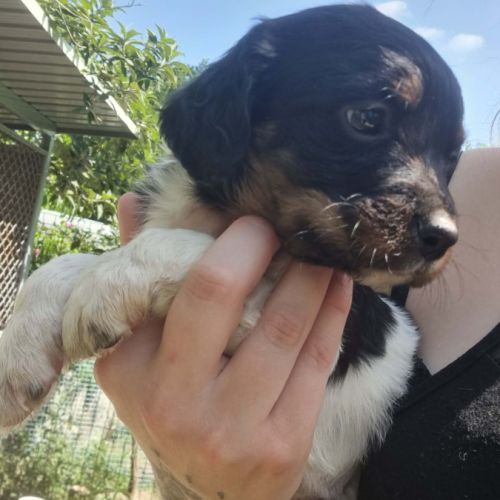 Chiot épagneul breton tricolore - mâle #7