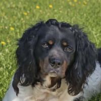 Chiot épagneul breton tricolore - mâle #1