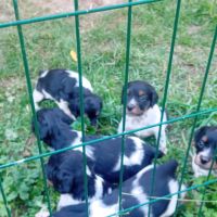 Chiot épagneul breton tricolore - mâle #3