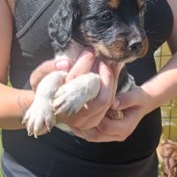 Chiot épagneul breton tricolore - mâle #4