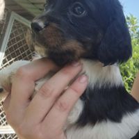 Chiot épagneul breton tricolore - mâle