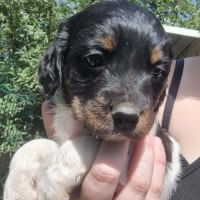 Chiot épagneul breton tricolore - mâle #6