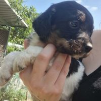 Chiot épagneul breton tricolore - mâle #7