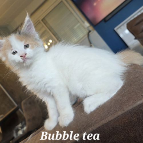 Chatons maine coon loof #1