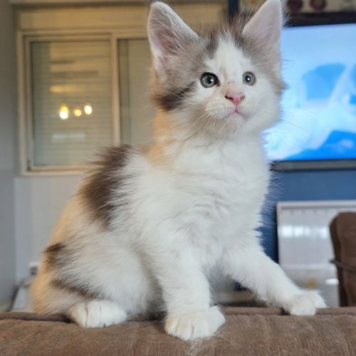 Chatons maine coon loof #2