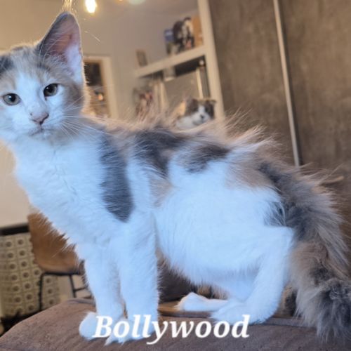 Chatons maine coon loof #3