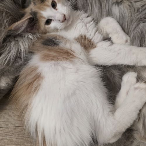Chatons maine coon loof #4