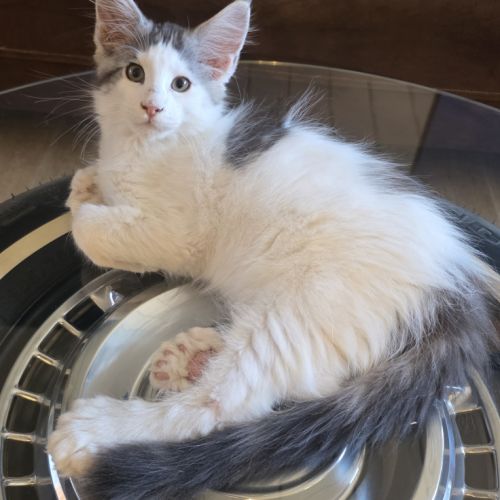 Chatons maine coon loof #6