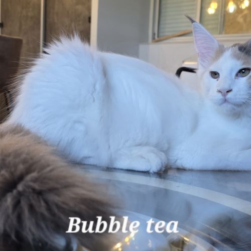 Chatons maine coon loof