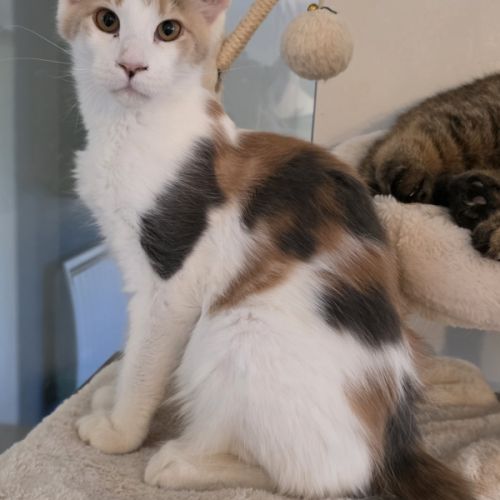 Chatons maine coon loof #5
