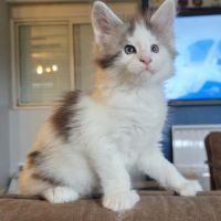 Chatons maine coon loof #2