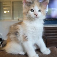 Chatons maine coon loof #0