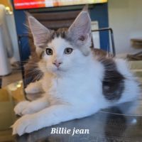Chatons maine coon loof #1