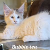 Chatons maine coon loof #2