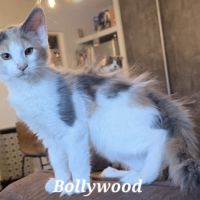 Chatons maine coon loof #3