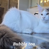 Chatons maine coon loof