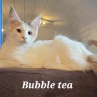 Chatons maine coon loof #3