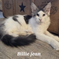 Chatons maine coon loof #4