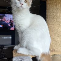 Chatons maine coon loof