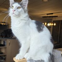 Chatons maine coon loof