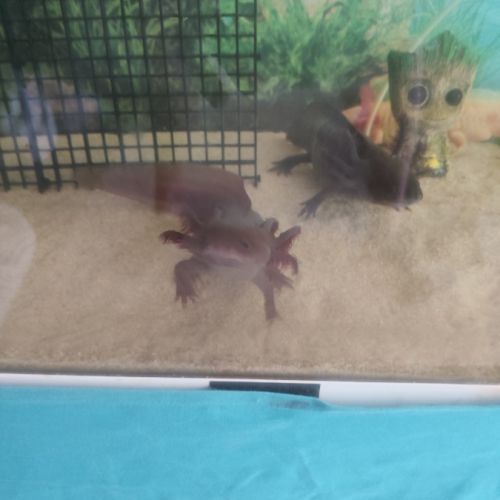 Axolotl a vendre #1