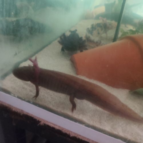 Axolotl a vendre #0