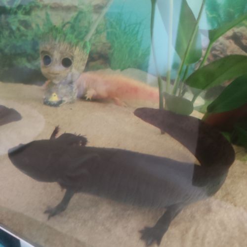 Axolotl a vendre #3