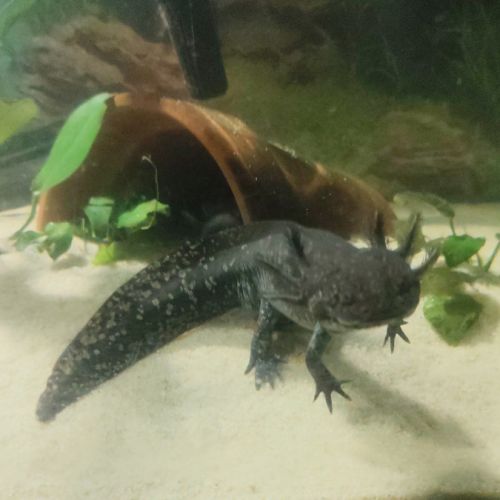 Axolotl a vendre #4