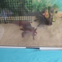 Axolotl a vendre #1