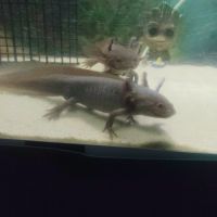 Axolotl a vendre