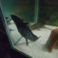 Axolotl a vendre #6