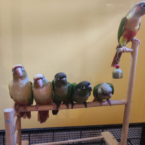 Conure de molina vert / cinnamon / ananas eam #1